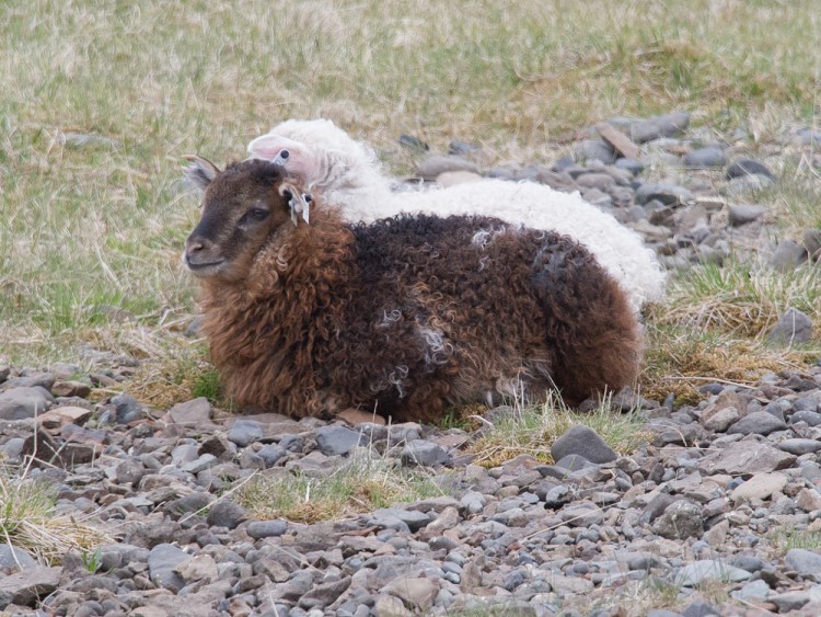cute lambs
