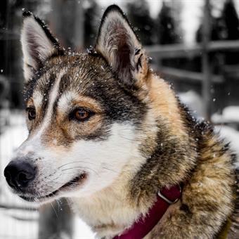 2017 03 amy charles finnish lapland dogsledding 7