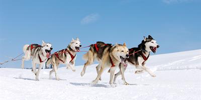 Dog Sledding in Swedish Lapland