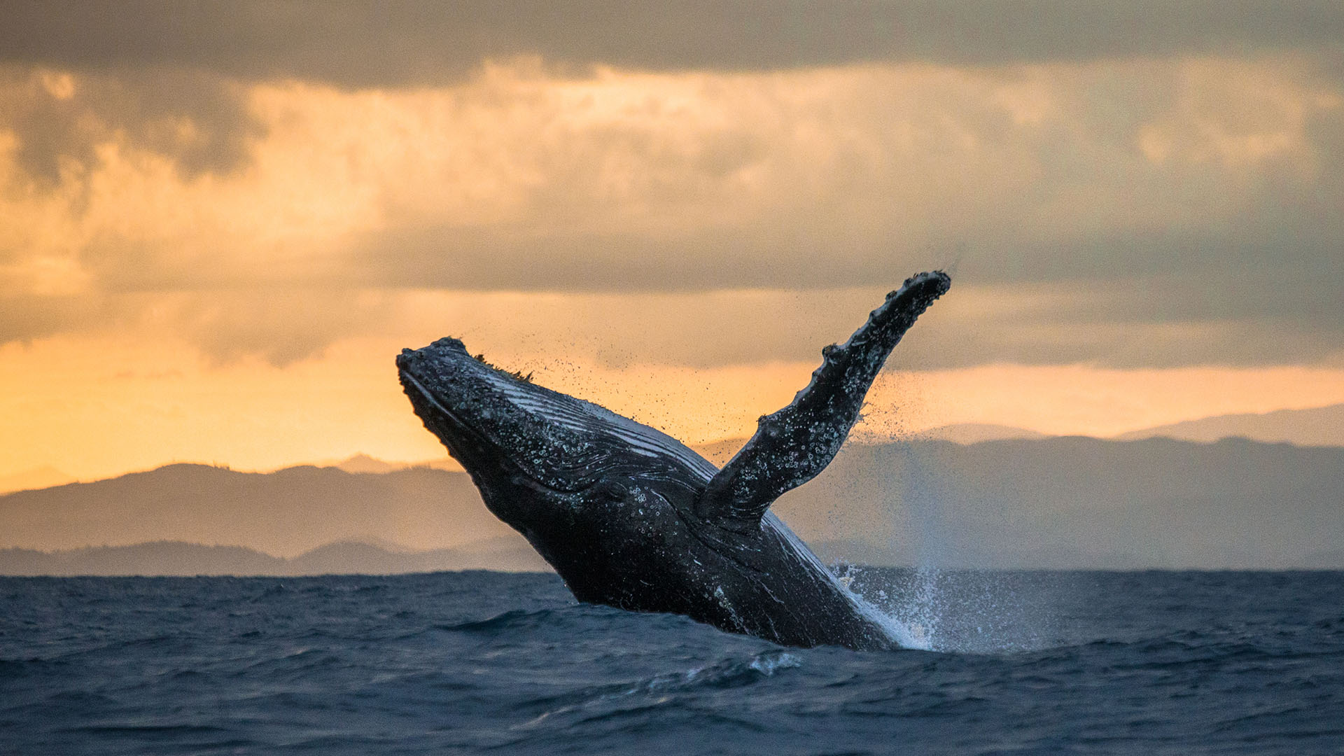Humpback jumping out of water