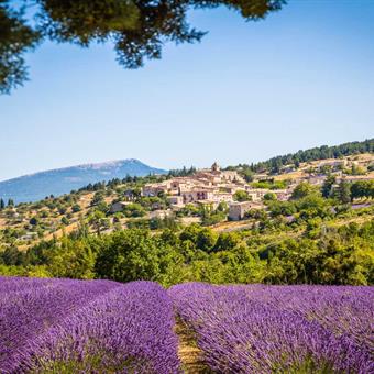View of a lavendar field in Provence