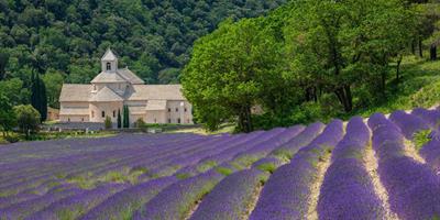 Sénanque Abbey in Gordes with lavender fields, Provence ?400x200;crop