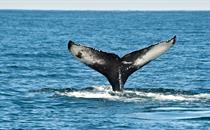 Whale in Iceland