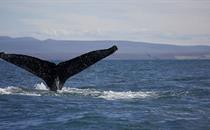 Whale watching in Iceland