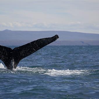 Whale watching in Iceland