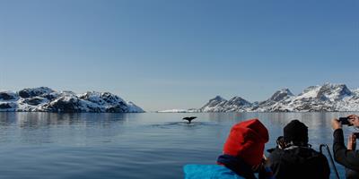 Whale Watching - ©Jörg Erhligh - greenland.com