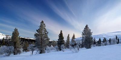 Winter Landscape in Lapland?400x200;crop